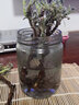 萌妹 驱蚊草盆栽柠檬味驱蚊植物驱蚊香草香叶天竺葵四季常青 驱蚊草苗1盆起 不含盆 实拍图