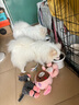东方森草宠物狗狗沐浴露猫咪浴液除臭留香幼犬泰迪比熊金毛 桔梗400ml(推荐白毛宠物) 实拍图