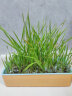 萌小贝 蓝橙猫草盒+5包种子 无土水培猫草小麦种子盆栽去毛球猫咪零食 实拍图