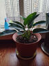 大叶金钻绿叶子大型绿植室内外栽种四季好养四季常绿礼客厅绿植 大叶金钻小盆栽30-40厘米高度 1 盆3颗 不含盆 实拍图