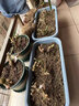 8年玫瑰老桩花苗玫瑰盆栽花卉观赏花植物阳台室内室外盆栽地栽花老桩蔷薇花多次开花 桔色  闪光【1号】5棵装 不含盆 实拍图