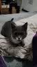 神经猫（shenjingmao）猫咪专用沐浴露猫用沐浴液洗澡杀菌除螨幼猫沐浴乳宠物用品500ml 实拍图