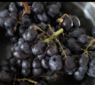 京鲜生 智利玫瑰香Sable无籽黑提  450g装  新鲜葡萄/提子  生鲜水果 实拍图
