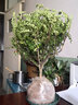 欧芽清香胡椒木植物办公室桌面绿植花卉 盆栽室内客厅 清香木独杆5年苗【加仑盆】 含盆 实拍图