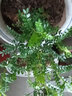清香胡椒木绿植5年大苗四季长青会发出清香的植物清香木防蚊虫驱蚊草花卉室内客厅办公室桌面绿植不含盆 三年苗 实拍图