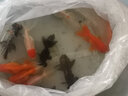 优鱼若宠观赏鱼活体水族宠物鱼 金鱼活鱼 小金鱼活体 冷水鱼淡水鱼 5-6cm精品混色兰寿5条+2条防损 实拍图