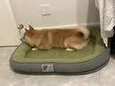 KimPets宠物狗窝四季通用可拆洗狗床夏季狗垫子中小型犬狗狗夏天睡窝猫窝 升级珊瑚短毛绒【4D高回弹海绵】耐抓咬-绿色 M【50*40cm适合5斤内宠物】 实拍图