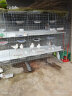 鸽子笼养殖笼种鸽配对笼肉鸽繁殖笼大型12位16位鸽子笼用品用具鸽舍鸽棚家用鸽笼养殖笼 加粗12位1.5米高（全套配件） 晒单实拍图