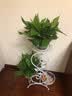 绿萝盆栽室内花卉绿植盆景净化空气绿箩长藤大叶茂盛办公家居摆设绿色植被带藤懒人吸水盆 精品吸水盆绿萝四盆+2营养液 实拍图