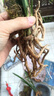 劉閣蘭花新品兰花苗 春剑赌草 冬带花苞出售开品未知新奇 好养花卉盆栽草 3苗连体裸根 实拍图