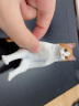 PUTITTO奇谭俱乐部 端坐的大猫咪 摆件 扭蛋 橘白猫 晒单实拍图