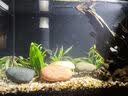 【京东物流】水草套餐 好养耐活真水草植物绿菊大叶绿九冠鱼缸 随机 1 2杯(吸盘杯) 实拍图