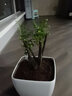 小叶紫檀盆景树桩盆景绿植物室内四季常青盆栽黑骨茶树苗名贵老桩 中号25-30cm高3~4棵【红色育苗盆】 栽好发货 实拍图