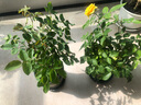 莺莺燕燕四季玫瑰花盆栽带花苞钻石玫瑰花开不断果汁阳台室内外好养花卉 黄色玫瑰 带盆栽好(加仑盆) 实拍图