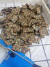 勤济堂阿胶 阿胶固元糕 阿胶糕 10g*1袋 实拍图