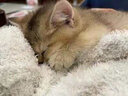 松宠金渐层猫咪英短蓝猫沐浴露成幼美毛香波洗澡用品 金渐层猫咪浴液 实拍图