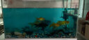 YEE硝化细菌鱼缸净水剂养鱼水质稳定净化水族鱼药消毒消化活菌650ml 晒单实拍图