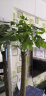 叹为观止 大型独杆树庆典乔迁盆景绿植办公室盆栽客厅大型植物 单杆发财树1.5-1.7米 不含盆 实拍图