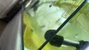 FISH BABY鱼缸加热棒加温棒鱼缸加温器恒温加热器小型热带鱼专用超短电热棒 50W 加强高硼硅防爆/自动恒温 实拍图