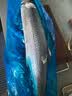鲜源澜湾 青岛大鲅鱼3-20斤大鲅鱼马鲛鱼新鲜海鲜水产冷冻1条过节鲅鱼礼盒 6斤以上整条 实拍图