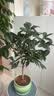 开时果 四季桂花树苗盆栽老桩浓香型花卉 室内植物客厅阳台好养绿植盆景 【家居点缀】精品桂花/40-50cm+郁金香瓷盆 基地直发 实拍图