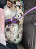 福派斯牛肉味狗粮全价犬粮金毛拉布拉多比熊柯基柴犬泰迪营养美味犬狗粮 500g 实拍图