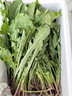 蒲公英新鲜的现挖山野菜婆婆丁花嫩叶草苗东北蘸酱菜纯野生菜苦菜 2斤 实拍图