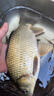 品钓（LURESTAR） 品钓 小鹰1000型纺车轮双线杯配置微物多型号远投路亚轮渔轮 2000型浅线杯6.2速 左右手互换型  1000系列 实拍图