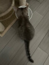 麦富迪宠物猫零食 猫冻干桶成幼猫通用冻干零食十全桶400g 晒单实拍图