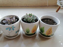 裕轩堂多肉组合随机花盆陶瓷绿萝吊兰室内创意简约多肉大号桌面阳台盆栽 4个14厘米花盆随机（发） 小 实拍图