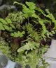 宜品达苔藓微景观青苔植物鲜活白发藓创意小盆栽雨林缸diy盆景假山装饰 风干（双层）一盒 实拍图