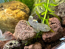 FISH BABY鱼缸过滤材料十五合一净水龟缸套装细菌环活性炭玻璃火山珊瑚石 火山岩500克 实拍图
