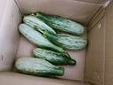 探味君 正宗冰淇淋玉菇甜瓜 应当季新鲜水果现摘小香瓜羊角甜瓜白瓜整箱 净重8.5-9斤 【尝鲜装】时令鲜果 实拍图