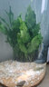 异景园鱼缸水族箱造景阴性水草海藻球绿藻球生态瓶绿澡球水藻球微景观 特大铁皇冠 晒单实拍图