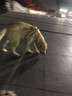 猫姐汪弟 狗绳子大型犬牵引绳反光牵引带加长2米中型犬遛狗绳狗链拴狗绳 黑色2米狗绳 实拍图