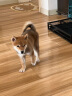 珑小宠宠物尿垫狗狗尿片厕所猫咪训导尿布防漏垫子 狗狗加厚生理隔尿垫 试用装型号随机 45*60cm M码 7片 实拍图