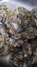 京采寻鲜【鲜活】乳山生蚝 特大牡蛎海蛎子 生鲜中秋国庆送礼海鲜水产贝 净重5斤（1两/个）【尝鲜款】 实拍图
