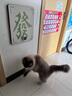 猫管家剑麻猫抓板贴墙不掉屑发财玩具猫咪上墙耐磨抓板防爪立体式挂壁门 恭喜发财（升级版）-瓦楞纸材质 实拍图