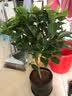 春枝韵盆栽茶花苗 四季常青香妃茶花盆栽花期带花苞 浓香型庭院室内花卉 南海红茶 6年苗【独杆65cm冠幅优美】 实拍图