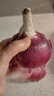 中鲜生 云南紫皮洋葱现挖红皮洋葱新鲜蔬菜生鲜当季新鲜洋葱 3斤装【普通装】 实拍图