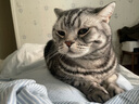 逸诺（enoug）猫咪沐浴露SOS香波猫猫专用猫用除菌持久留香除臭洗澡免洗沐浴液 全效通用型-365ML 实拍图