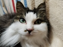 玫斯猫粮（metz）幼猫/成猫猫粮猫全猫粮增肥奶糕英短美短全价美毛 升级款成猫（1.5KG） 实拍图