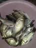海迪红虫伴侣活饵粘粉红虫拉饵野钓鱼虾拉伴侣虾滑饵春钓黑坑鲤鲫鱼饵 红虫伴侣【200ml/瓶】 实拍图