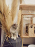 猫爬架太空舱木质多层大型猫树猫架带窝宠物用品 【萌喵乐园Y9】加大猫窝1个太空舱（升级实木柱） 家具板 实拍图