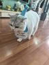 随灿 宠物生日帽子围兜可爱拍照装饰口水巾字母围巾狗狗猫咪生日派对 宠物生日帽+围兜【天蓝色1套装】 实拍图
