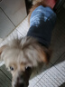 嬉皮狗（hipidog）秋冬季狗狗休闲风时尚拼接两脚棉衣泰迪猫咪加厚可牵引宠物狗衣服 邦迪蓝（可牵引） M（建议体重5-8斤） 实拍图