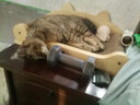 美悦宠物 实木猫抓板磨爪器猫爪板护沙发瓦楞纸磨爪板猫咪用品猫窝大号 长50厘米  实木瓦楞纸猫沙发 实拍图