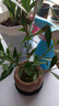 幼薇小叶栀子花四季盆栽植物室内好养办公室桌面带盆景花苞开花小绿植 栀子花+莲花瓷盆+圆形底盘 带盆栽好 实拍图