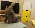 伟嘉猫粮成猫大包装英短猫咪蓝猫海洋鱼味全价实惠营养通用猫干粮 香酥牛柳味1.3kg 实拍图