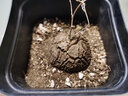 绿之妙多肉摆件南非龟甲龙实生块根绿植植物爬藤绿植盆栽组合修叶发货 3-3.5cm左右裂纹浅 含盆发货 实拍图